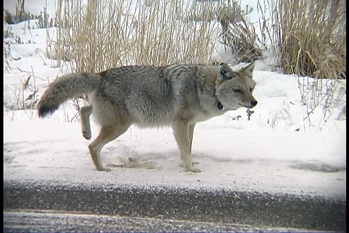 wincoy04.jpg